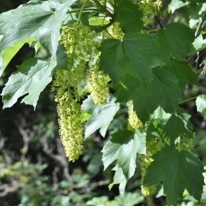 Photographie n°246490 du taxon Acer pseudoplatanus L. [1753]