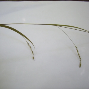 Photographie n°246510 du taxon Carex sylvatica Huds. [1762]