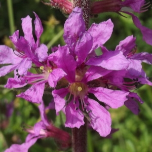 Photographie n°246529 du taxon Lythrum salicaria L.