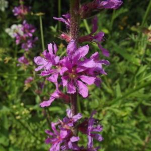 Photographie n°246530 du taxon Lythrum salicaria L.