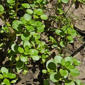 Photographie n°246550 du taxon Lythrum portula (L.) D.A.Webb