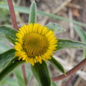 Photographie n°246574 du taxon Pallenis spinosa subsp. spinosa