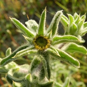 Photographie n°246576 du taxon Pallenis spinosa subsp. spinosa