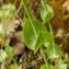  Christophe FELICIAGGI - Blackstonia perfoliata (L.) Huds.