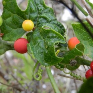 Photographie n°246592 du taxon Bryonia dioica Jacq.