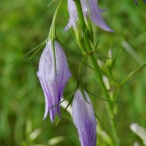 Photographie n°246596 du taxon Campanula rapunculus L.