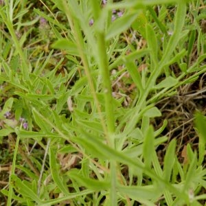 Photographie n°246609 du taxon Centaurea collina L. [1753]