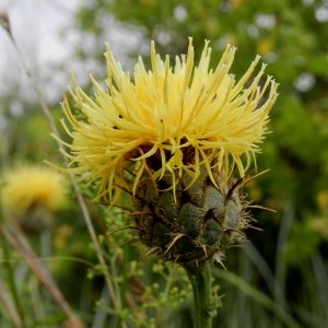 Photographie n°246611 du taxon Centaurea collina L. [1753]