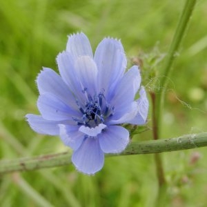 Photographie n°246615 du taxon Cichorium intybus L. [1753]