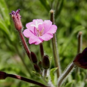 Photographie n°246650 du taxon Epilobium hirsutum L.