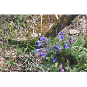 Pulmonaria angustifolia L.