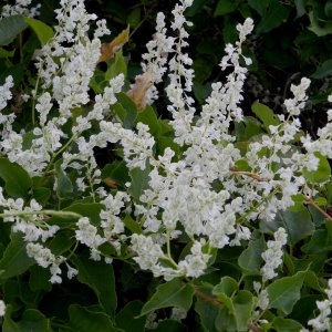 Photographie n°246661 du taxon Fallopia aubertii (L.Henry) Holub [1971]
