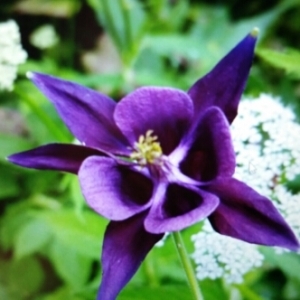 Photographie n°246684 du taxon Aquilegia vulgaris L. [1753]