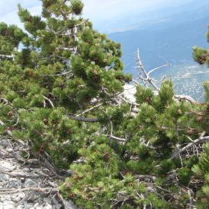 Photographie n°246695 du taxon Pinus mugo subsp. uncinata (Ramond ex DC.) Domin [1936]