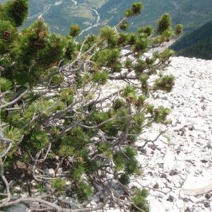 Photographie n°246696 du taxon Pinus mugo subsp. uncinata (Ramond ex DC.) Domin [1936]