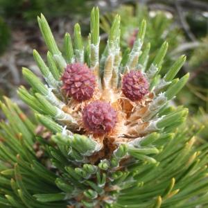 Photographie n°246699 du taxon Pinus mugo subsp. uncinata (Ramond ex DC.) Domin [1936]