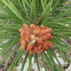 Photographie n°246701 du taxon Pinus mugo subsp. uncinata (Ramond ex DC.) Domin [1936]