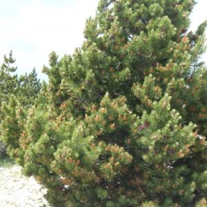 Photographie n°246703 du taxon Pinus mugo subsp. uncinata (Ramond ex DC.) Domin [1936]
