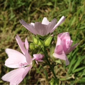 Photographie n°246705 du taxon Malva moschata L.