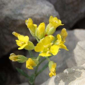 Photographie n°246711 du taxon Alyssum cuneifolium Ten. [1815]