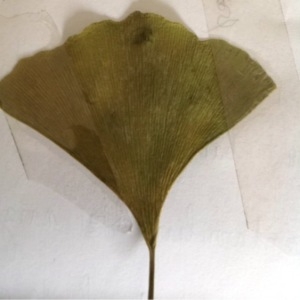 Photographie n°246737 du taxon Ginkgo biloba L. [1771]