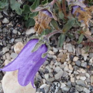 Photographie n°246747 du taxon Campanula alpestris All. [1773]