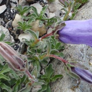 Photographie n°246750 du taxon Campanula alpestris All. [1773]