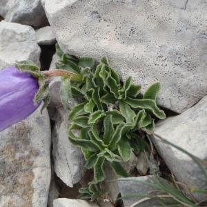 Photographie n°246751 du taxon Campanula alpestris All. [1773]