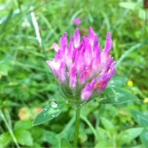 Photographie n°246752 du taxon Trifolium medium L. [1759]