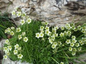 Genevieve Botti, le 28 juin 2014 (Bédoin (mont Ventoux 1800m))