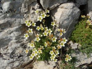 Genevieve Botti, le 28 juin 2014 (Bédoin (mont Ventoux 1800m))