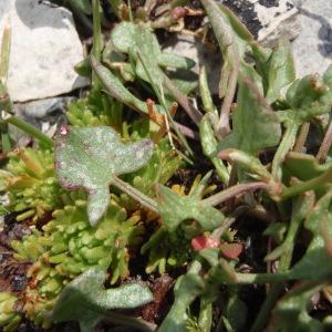 Photographie n°246770 du taxon Rumex scutatus L. [1753]