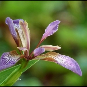  - Iris foetidissima L. [1753]