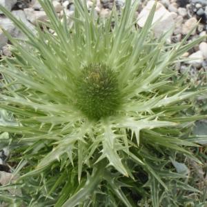 Photographie n°246800 du taxon Eryngium spinalba Vill. [1779]