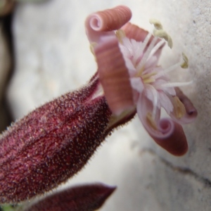 Photographie n°246814 du taxon Silene vallesia L. [1759]