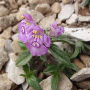 Photographie n°246819 du taxon Galeopsis angustifolia Ehrh. ex Hoffm. [1804]