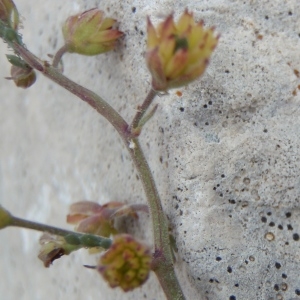 Photographie n°246822 du taxon Thalictrum minus L. [1753]