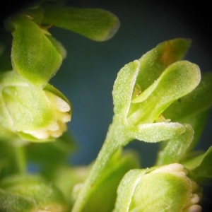 Photographie n°246858 du taxon Rumex crispus L.