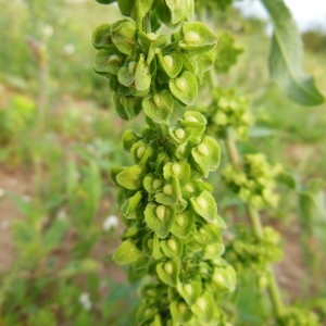 Photographie n°246879 du taxon Rumex crispus L.