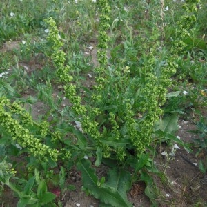 Photographie n°246880 du taxon Rumex crispus L.