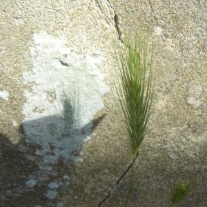 Photographie n°246885 du taxon Hordeum murinum L. [1753]