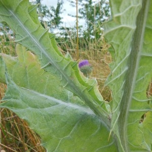 Photographie n°246895 du taxon Onopordum acanthium L.