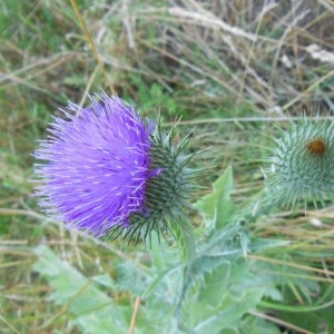 Photographie n°246896 du taxon Onopordum acanthium L.