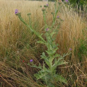 Photographie n°246899 du taxon Onopordum acanthium L.