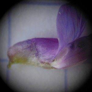 Photographie n°246905 du taxon Vicia cracca L.