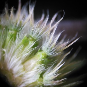 Photographie n°246912 du taxon Knautia arvensis (L.) Coult.