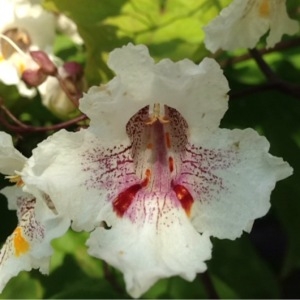 Photographie n°246999 du taxon Catalpa bignonioides Walter [1788]