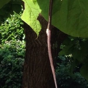 Photographie n°247000 du taxon Catalpa bignonioides Walter [1788]