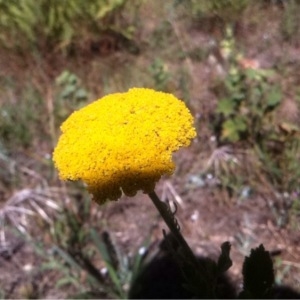 Photographie n°247008 du taxon Achillea filipendulina Lam. [1783]