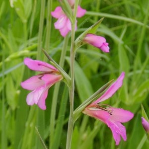 Photographie n°247022 du taxon Gladiolus segetum Ker Gawl. [1804]